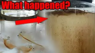 What Happened to the Brine Shrimp Ecosphere?