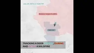 Deer GPS Tracking Before, During, and After the 2018 Mendocino Complex Fire