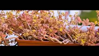 Canon 600D RAW footage test 2
