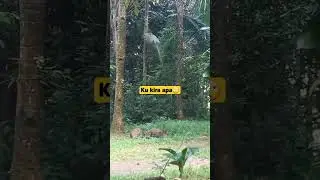 #reel #reels #reelsvideo #shortsvideo #shortvideo