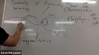 Phylum Porifera