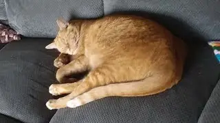 The 