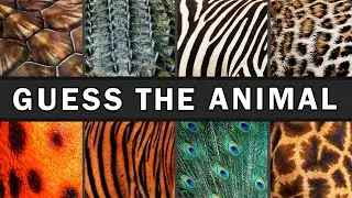 Guess The Animals By Skin Pattern 🐾