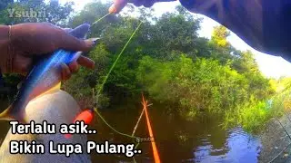 The excitement will make you forget to go home, fishing for Lais fish