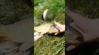 🤑Випав Сектор ПРИЗ на Барабані !😁 #shorts #fishing #рибалка #carp