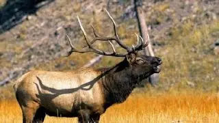Hunting elk in Yakutia. Hunting elk on a roar .
