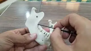 mandible osteolgy