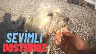#Saroz'un sahipleri tarafından terkedilen sevimli dostları