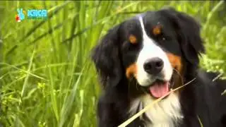 Löwenzähnchen 02 Keks und der Tümpelspringer