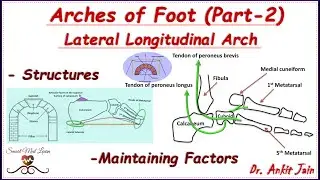 Arches of foot (Part - 2)/ Lateral Longitudinal Arch/ Anatomy - Structures & Maintenance Factors