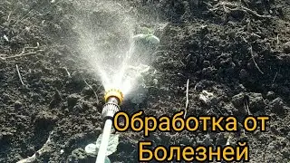 Первая обработка от болезней ОГУРЦА. Спасения урожая огурцов