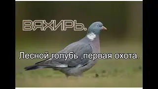 Вяхирь. Лесной голубь ,первая охота