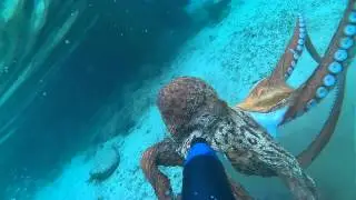 Octopus 5 kgg
