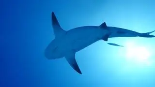 Playa Del Carmen: Bull Shark Dive: 2017