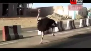 СКОРОСТНОЙ СТРАУС