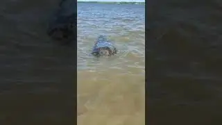 Peixe boi em Pontal Indiaroba Sergipe Brasil