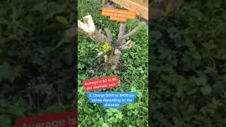Side hustle 66 start a stump removal business and charge $100 to $400 per stump