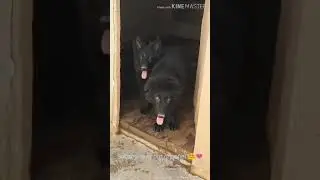 Z Black colour top quality German shepherd puppy #Shorts #blackcolorgermanshepherddog #gsd #dogvideo