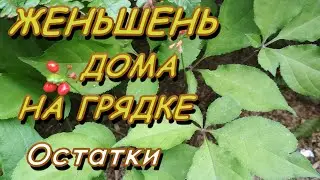 ЖЕНЬШЕНЬ ДОМА НА ГРЯДКЕ - ЧТО ОСТАЛОСЬ?