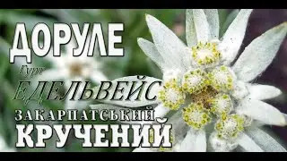 Гурт ЕДЕЛЬВЕЙС✔️ДОРУЛЕ✔️💯Закарпатські коломийки 👍🔔 #коломийка