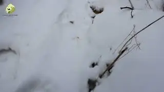 В Сохондинском заповеднике проснулись медведи