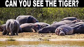 HIDDEN ANIMALS GAME | NO ONE CAN FIND ALL THE HIDDEN ANIMALS |100% FAIL | PUZZLE | BRAIN TEST