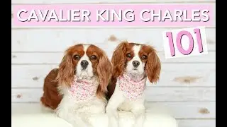 Cavalier King Charles Spaniels 101 | Dog Facts | Herky The Cavalier
