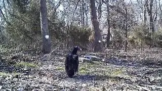 Dinner for turkey buzzard