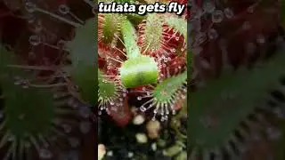 Sundew catches fly    🦟​      #shorts #sundew #timelapse