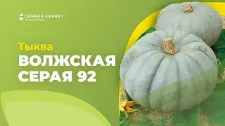 Тыква ВОЛЖСКАЯ СЕРАЯ 92 | 