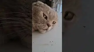 змеиные глазки