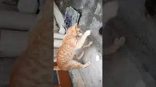 cat and dog masti #cutecat #love #goldy #funnyvideo #friendshipgoals #youtubeshorts