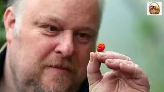 ¿Sabías que los chiles eran diluidos en agua azucarada para saber su grado de picor?