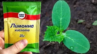 ОГУРЦЫ НИКОГДА НЕ БОЛЕЮТ, 40 ЛЕТ ПРИМЕНЯЮ ТОЛЬКО ЭТО! ДЕЛЮСЬ С ВАМИ СЕКРЕТОМ, ОГУРЦЫ КАК С КАРТИНКИ!