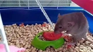 Ералаш,, А компот?,,