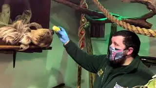 🔴 LIVE at the ZOO: Two-Toed Sloths