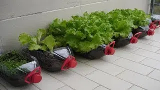 8 Vegetables You Can Grow In Your Tiny Apartment All Year Round