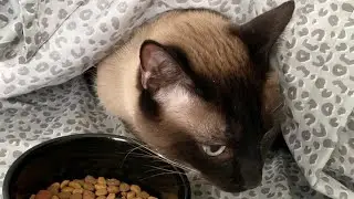 Former Feral Cat Still Scared of Strangers, Hides Under Blanket