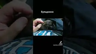 французский бульдог #рек #топ #врек #вреки #2023 #подпишись #собака #бульдожка #dog #franchdog
