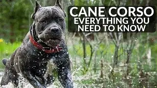 Cane Corso 101! Everything You Need To Know About Owning a Cane Corso Puppy