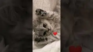 покажи мне (Давид туров, Женя Лизогуб, Фрося) speed up