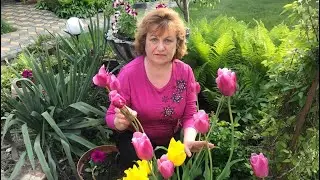 ПОСАДКА ТЮЛЬПАНОВ И БОЛЬШЕ НЕ ВЫКАПЫВАЙ !