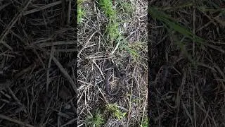 Baby Snake in the Grass #nature