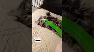 🐯🐅