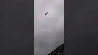 An attack from a seagull, that was protecting her chicks! #shorts