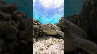 Você sabia que as tartarugas marinhas conseguem prender a respiração por horas enquanto dormem?