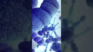 Streptococcus pneumoniae animation | pneumococcal bacteria | pneumococcal diplococci animation