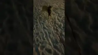 МАРТИ ИГРАЕТСЯ С БЕЛОЙ СОБАКОЙ😍
