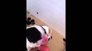 Puppies -Cavalier King Charles - Ilexir