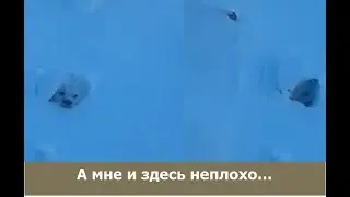 Медведь, выходи!